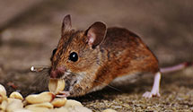24 Hour & Emergency Exterminators in North Chatham, NH